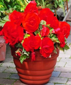 Red Begonias Plant Pot Diamond Painting