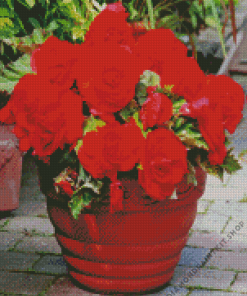 Red Begonias Plant Pot Diamond Painting