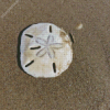 Sand Dollar Diamond Painting