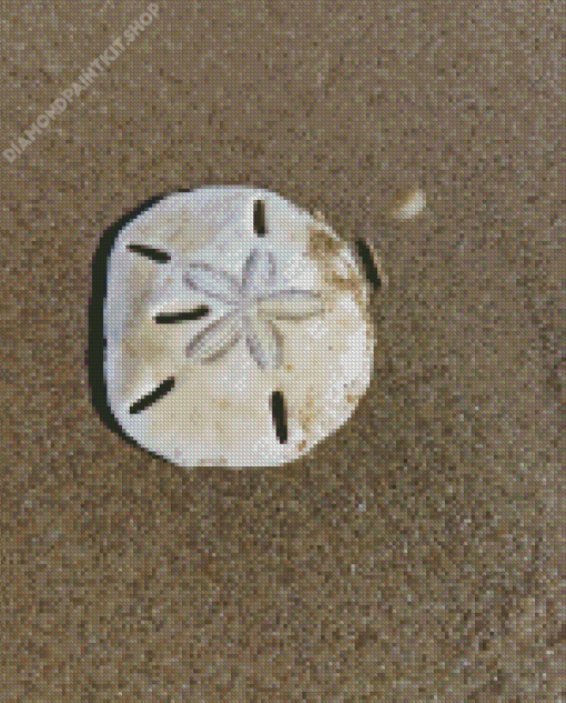 Sand Dollar Diamond Painting