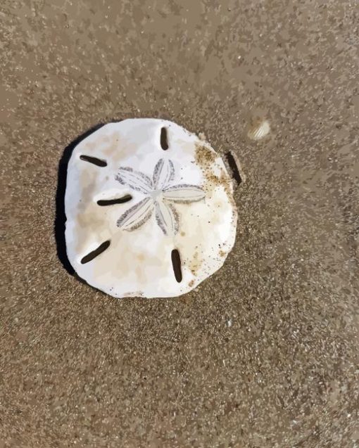 Sand Dollar Diamond Painting