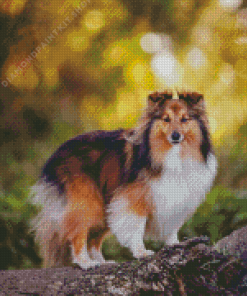 Shetland Dog Diamond Painting