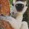 Sifaka Diamond Painting