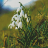 Snowdrops Flower Diamond Painting