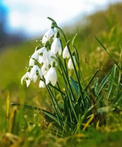 Snowdrops Flower Diamond Painting