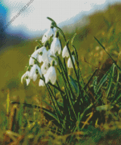 Snowdrops Flower Diamond Painting