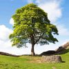 Sycamore Gap Diamond Painting