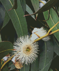 Tasmanian Blue Gum Diamond Painting