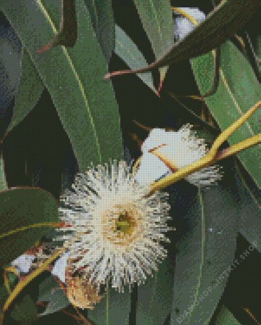 Tasmanian Blue Gum Diamond Painting