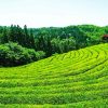 Tea Fields Diamond Painting