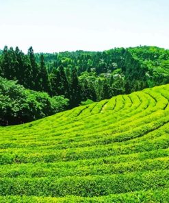 Tea Fields Diamond Painting