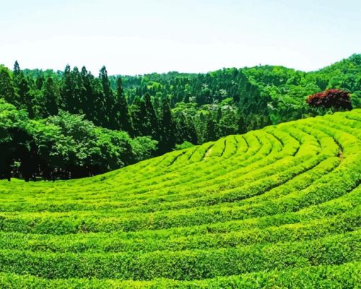 Tea Fields Diamond Painting