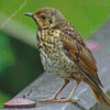 Thrush Bird Diamond Painting