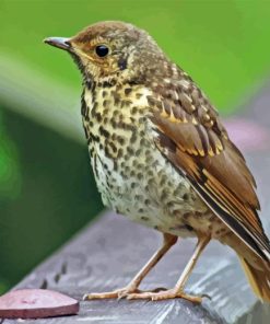 Thrush Bird Diamond Painting