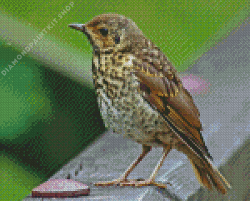 Thrush Bird Diamond Painting