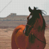 Arabian Horse Diamond Painting