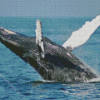 Humpback Whale Diamond Painting