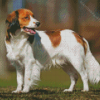 Kooikerhondje Diamond Painting