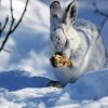 Snowshoe Hare Diamond Painting