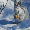 Snowshoe Hare Diamond Painting