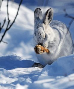 Snowshoe Hare Diamond Painting