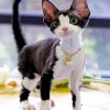 Black And White Devon Rex Diamond Painting