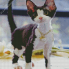 Black And White Devon Rex Diamond Painting