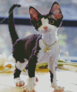 Black And White Devon Rex Diamond Painting