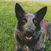 Black Herding Dog Diamond Painting