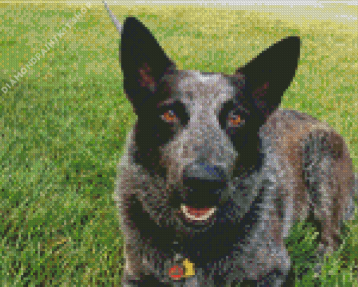 Black Herding Dog Diamond Painting