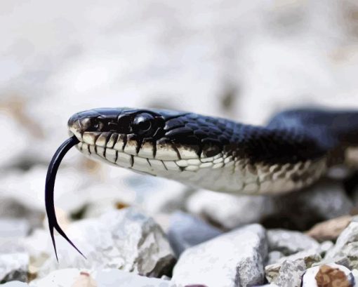 Black And White Snake Diamond Painting