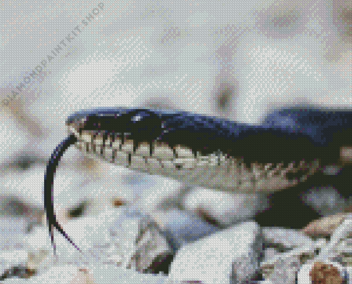 Black And White Snake Diamond Painting