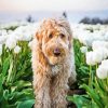 Brown Dog In Tulips Field Diamond Painting