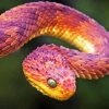 Bush Viper Diamond Painting