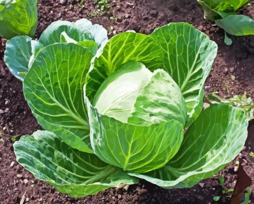 Cabbage Plant Diamond Painting