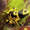 Dart Frogs Diamond Painting