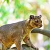 Fossa Animal On Tree Diamond Painting