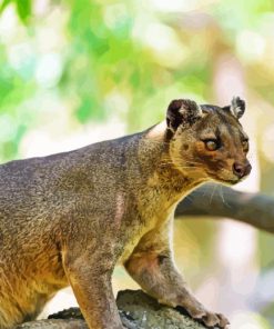 Fossa Animal On Tree Diamond Painting