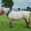 Highland Pony Diamond Painting