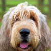 Otterhound Animal Diamond Painting