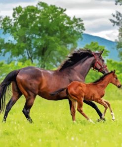 Horse With Foal Diamond Painting