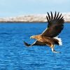 Sea Eagle Catching Fish Diamond Painting