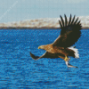 Sea Eagle Catching Fish Diamond Painting