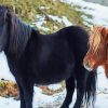 Shetland Ponies Diamond Painting