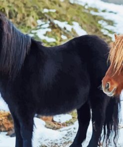 Shetland Ponies Diamond Painting