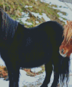 Shetland Ponies Diamond Painting