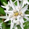 White Edelweiss Flower Diamond Painting