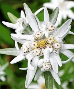 White Edelweiss Flower Diamond Painting