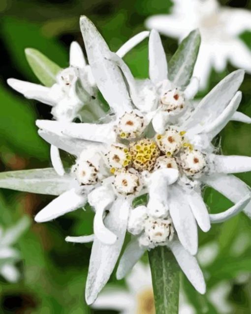 White Edelweiss Flower Diamond Painting