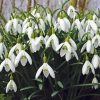 White Snowdrops Flower Diamond Painting